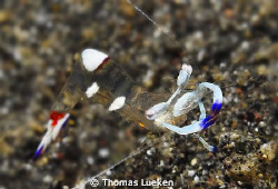 found in Lembeh; D200 by Thomas Lueken 